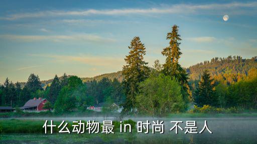 什么动物最 in 时尚 不是人