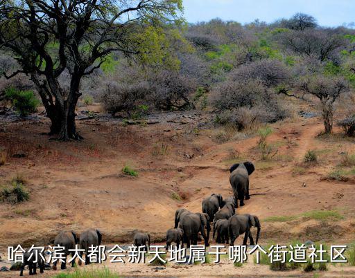 哈尔滨大都会新天地属于哪个街道社区