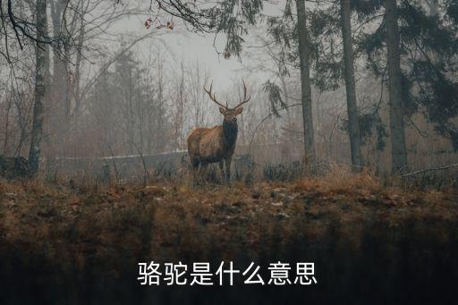 骆驼官网怎么回事，骆驼蓄电池怎么回事啊