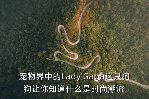 宠物界中的Lady Gaga这只狗狗让你知道什么是时尚潮流