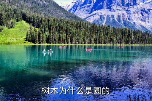 树木为什么是圆的
