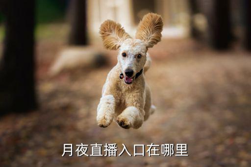 月夜直播入口在哪里