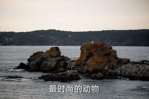 最时尚的动物