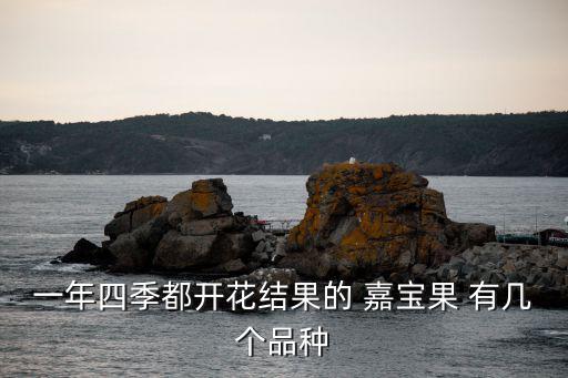 一年四季都开花结果的 嘉宝果 有几个品种