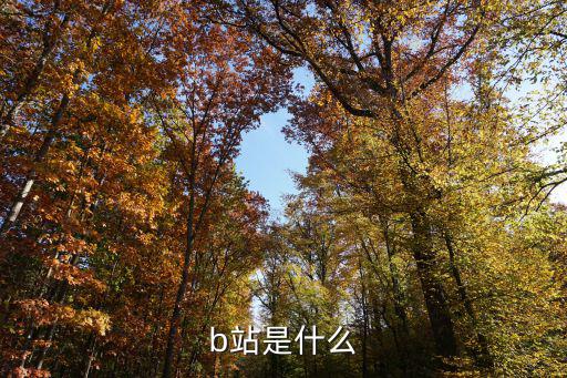 b站是什么