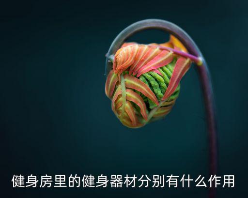 健身房里的健身器材分别有什么作用