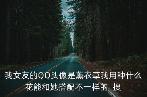 我女友的QQ头像是薰衣草我用种什么花能和她搭配不一样的  搜