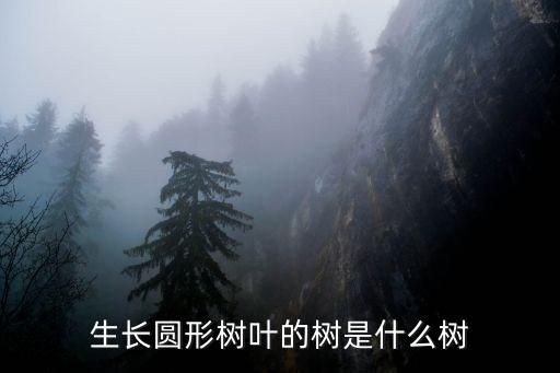 生长圆形树叶的树是什么树