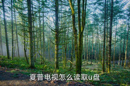 夏普电视怎么读取u盘